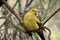 the regent parrot is perched in a bush