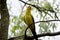 the regent parrot is perched on a tree branch