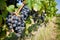 Regent wine grapes