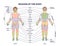 Regions of human body as front or back parts description tiny person concept