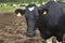 Registered cow head detail in the countryside. Azores. Portugal