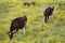Registered young cows grazing in the countryside. Azores. Portug
