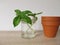 Regrow basil in a glass of water