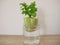 Regrowing celery in a glass of water