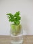 Regrowing celery in a glass of water