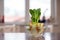 Regrowing chinese cabbage in a glass bowl. Using vegetable scraps to grow organic vegetables at home