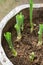 Regrowing vegetables, leeks shoots grown in soil
