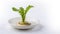 Regrowing vegetables, small radish plant growing on water