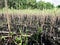 Regrowth of reeds after complete burning