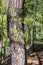 Regrowth through scorched tree bark of the Canary Island Pine tree Pinus canariensis at La Cumbrecita, La Palma, Canary Islands