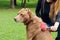 Regular caring for dog. Woman brushing her brown pitbull.