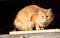 Regular cat sitting on a pile of woods at a mountain cabin