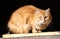 Regular cat sitting on a pile of woods at a mountain cabin