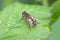 Regular shuttle fly sitting on a green leaf