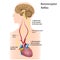 Regulation of blood pressure