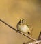 Regulus regulus, Goldcrest