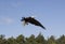 Rehabilitated Eagle takes Flight
