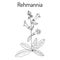 Rehmannia glutinosa, herb of traditional Chinese medicine