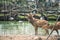 Rein deer with baby in pond