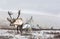 Rein deer in a snow in northern Mongolia