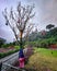 Reincarnation Tree in The Great Asia-Africa Park