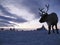 Reindeer against a tundra landscape