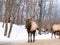 Reindeer alpha male with giant antlers