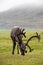 Reindeer with antlers grazing on the Arctic tundra