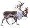 Reindeer with antlers isolated on the white background