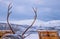 Reindeer antlers and sleighs in winter