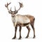 Reindeer Art: Stunning Caribou Painting On White Background