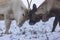 Reindeer battle with antlers in a winter landscape on a foggy day