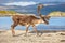 Reindeer on the beach