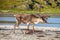 Reindeer on the beach
