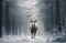 Reindeer with beautiful antler walking on a dirt path through a pine forest