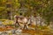 Reindeer in the beautiful autumn forest, Finland