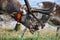 Reindeer with bell eating grass