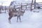 Reindeer with big horns in an aviary, a pen in winter with wounds on the body. Deer farm in the far north. Environmental issues