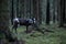 A reindeer with big horns walks through a dark forest in autumn.