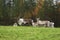 Reindeer bull with the herd on a field in Finnish Lapland