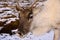 Reindeer bull in Scotland