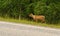 Reindeer calf Rangifer tarandus runs along highway