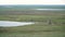 Reindeer caravan goes on the tundra. The Yamal Peninsula.