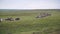 Reindeer caravan goes on the tundra. The Yamal Peninsula.