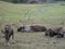 Reindeer Caribou in Alaska grazing in a grassy field. Grouped together as a herd