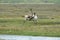 Reindeer- Caribou, Iceland