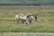 Reindeer- Caribou, Iceland