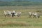 Reindeer- Caribou, Iceland