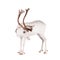 Reindeer or caribou, on the white background