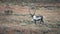 Reindeer in the countryside of Lapland in autumn in Sweden